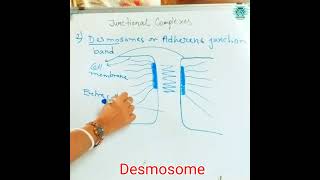 Desmosome cell junctions for full video subscribe The Academia [upl. by Gerius422]