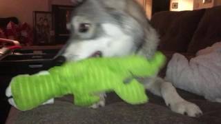 Silent squeaker dog toy really works [upl. by Liag]