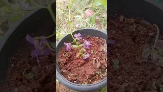 angelonia Willowleaf angelon propagation byrootedstemcuttings beautifulgarden plants yt [upl. by Cleres]