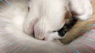 【ねこ動画】子猫ちゃんの寝言or寝ながらのクラッキング？夢を見ている？Cute kitten talking in their sleep or cracking up in their sleep [upl. by Crescint]