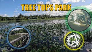 Tree Tops Park Marsh in Davie Florida [upl. by Eiboh]