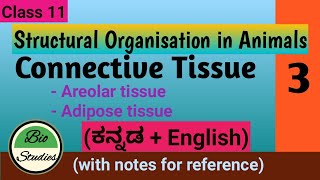 Class 11  Structural Organisation in Animals  03  Areolar and Adipose Connective Tissue [upl. by Adnarim]