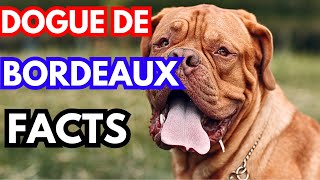 Dogues de Bordeaux  Top 10 Facts [upl. by Thisbee949]