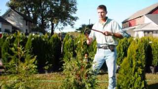 See how to trim and Care for Your Trees  Nigra Arborvitae [upl. by Mayman308]