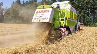 Wintergerste 2024 Claas Dominator 88 VX [upl. by Giess557]