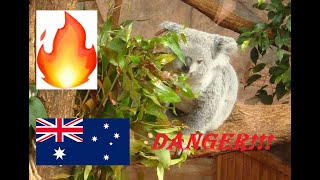 🔥 INCENDIES AUSTRALIE 🇦🇺  KOALAS EN DANGER 🐨🐨 [upl. by Amanda]