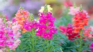 Antirrhinum majus Beautiful Flower 59 [upl. by Malvino]