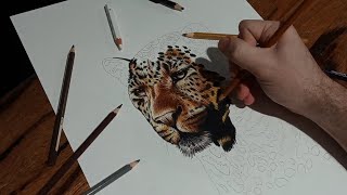 Leopard realistic drawing preview in colour pencil by Harley Akers [upl. by Vincents675]