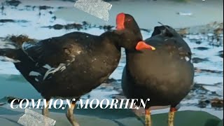 Common moorhen [upl. by Ztirf]