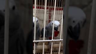 african gray parrot [upl. by Kienan430]