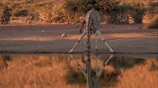 WE SafariLive  Amazing animals in the Kalahari [upl. by Slaughter743]