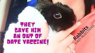 rabbit goes to the vets for jabs  baby lionhead [upl. by Amlez]