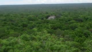 Calakmul Mayan Ruins Campeche State Mexico [upl. by Westhead]