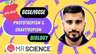 Phototropism amp Gravitropism  Bitesized  GCSE  IGCSE Biology  Mr Science in 8K [upl. by Behre]