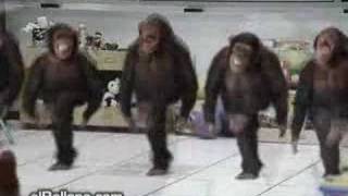 River Dancing Chimps [upl. by Paluas]