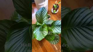 Calathea Orbifolia care tips🌱 plantlover plantparent indoorplant plantcare calathea orbifolia [upl. by Enelkcaj486]