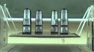 Synchronization of four metronomes on a suspension bridge [upl. by Atiekram196]