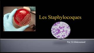 Les Staphylocoques [upl. by Fanchon]