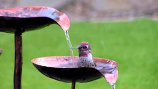 Hummingbird bath  close up 2 [upl. by Drareg853]