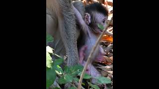 Cute a movement of newly baby monkey [upl. by Smitt]