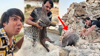 Trap Laga Ky Porcupine Pakar Li 😱 Very Dangerous ‼️ [upl. by Alexio]