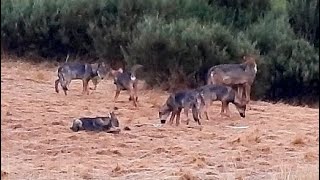 Loboibérico  Iberian Wolf 🐺 🎥 [upl. by Nivrae]