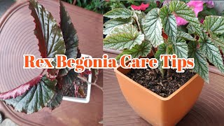 How to care for rex begoniaRex begonia care tips and potting soil [upl. by Ycnahc]