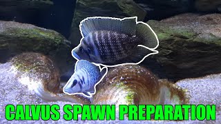 Altolamprologus calvus spawn plans and moving fish [upl. by Idur313]