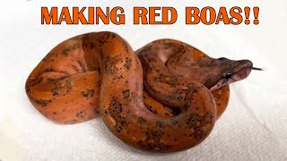 BLOOD RED BOAS amp CORN SNAKES [upl. by Yeta]