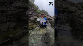 Giant trevally in lagoon [upl. by Etram478]