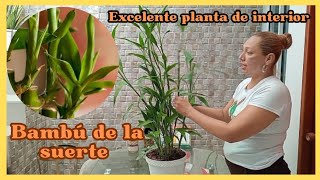 Como cuidar el BAMBÚ DE LA SUERTE para tenerlo siempre hermoso plantasdecasa [upl. by Rabah602]