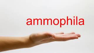 How to Pronounce ammophila  American English [upl. by Kciv]