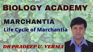 LIFE CYCLE OF MARCHANTIA [upl. by Aiuqat]