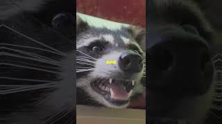 Racoon in your Yard should you worry Animal Racoon yard House Home racoons [upl. by Horlacher]