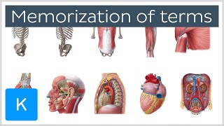 How to Memorize Anatomy Terms in 4 Steps  Human Anatomy  Kenhub [upl. by Enreval579]