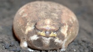 Rain frogs are so cute in closeup shots [upl. by Eiralam885]