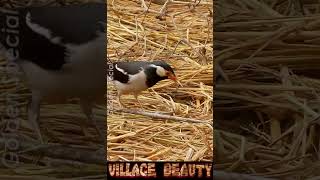 Lovely Village Bird GoldenExtra birds villagelife goldenspecial zoomtest heyyy [upl. by Ettenyar]