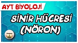 Sinir Hücresi Nöron sayfa12 [upl. by Learsi]