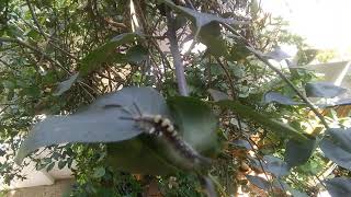 Rusty tussock moth caterpillar Orgyia antiqua [upl. by Ybloc]