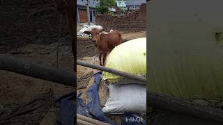 Nasal of gir heaferPKvillagevlogviralvideovillagefoodvillagedairyfarmfunnyvideofarming [upl. by Eggett459]