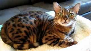 Talking with my Bengal Cat AmberAbout her new bed [upl. by Repooc]