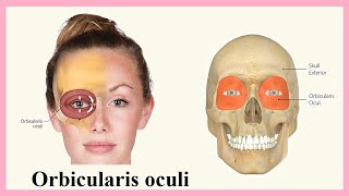 orbicularis oculi [upl. by Artapoelc]