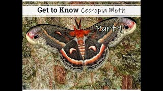 Get to Know the Cecropia Moth  Part 1 [upl. by Haile]