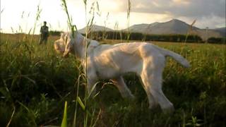 Spinone Italiano  TOP 10 Interesting Facts [upl. by Shurlock]