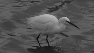 Herken de kleine zilverreiger Egretta garzetta [upl. by Greeson953]