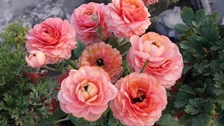 How to Save Ranunculus Plant for Next Season  Easy Way to Save Ranunculus Plant for Next Season [upl. by Mahoney]