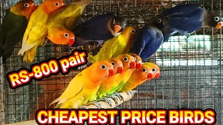 CHEAPEST PRICE BIRDS  BIRDS PRICE UPDATE  LOVE BIRDS PRICE UPDATE [upl. by Ajax753]