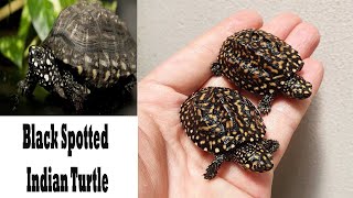 Black Spotted Indian Turtle Care Food Shelter  Black Pond Turtle  Hamilton Turtle [upl. by Animas]