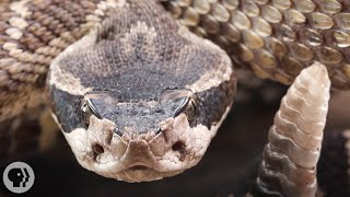 Look Inside a Rattlesnakes Rattle  Deep Look [upl. by Alletnahs]