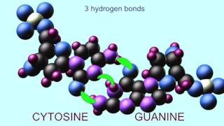 HYDROGEN BONDS BETWEEN NUCLEOTIDES [upl. by Macmullin]